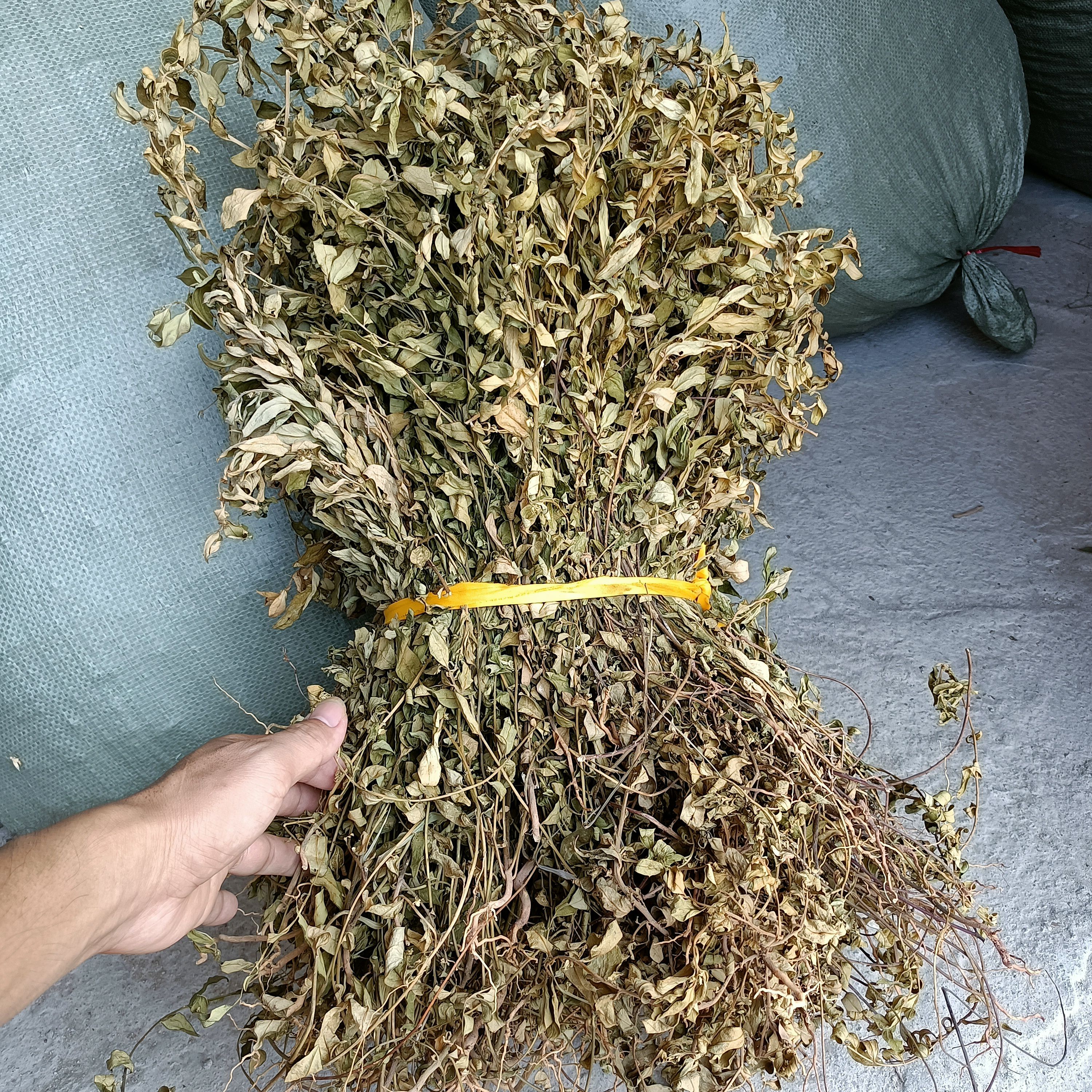 小金牛草  紫背金牛