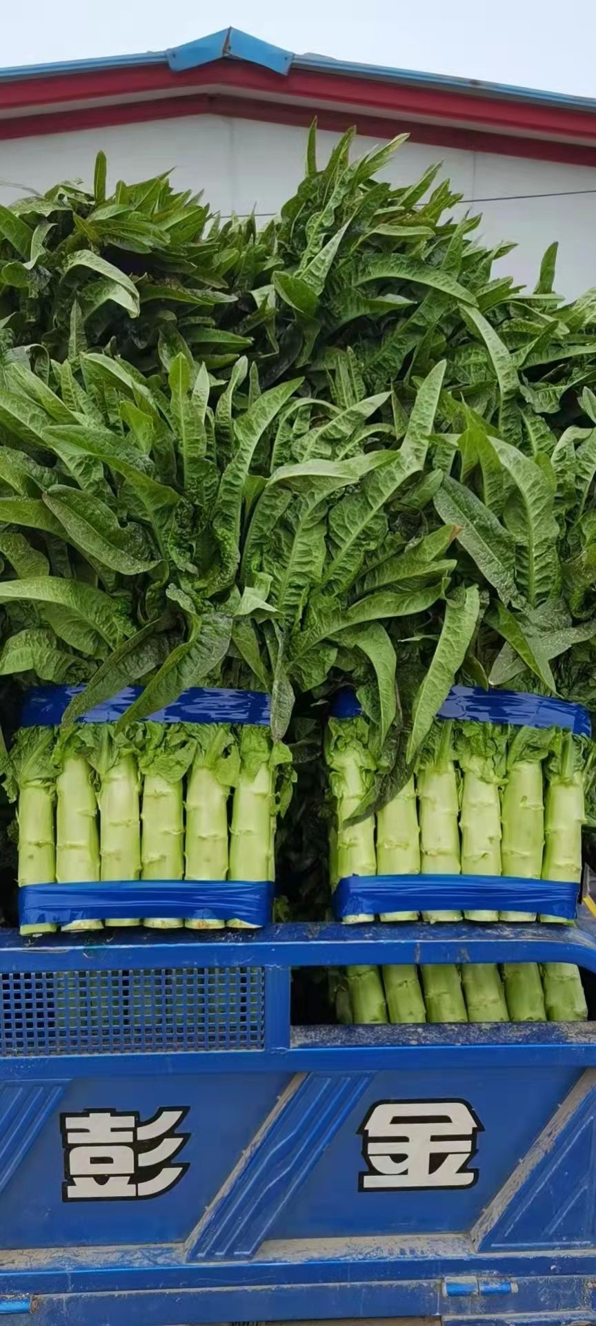 青尖叶莴笋-基地直供-货源充足-保证质量