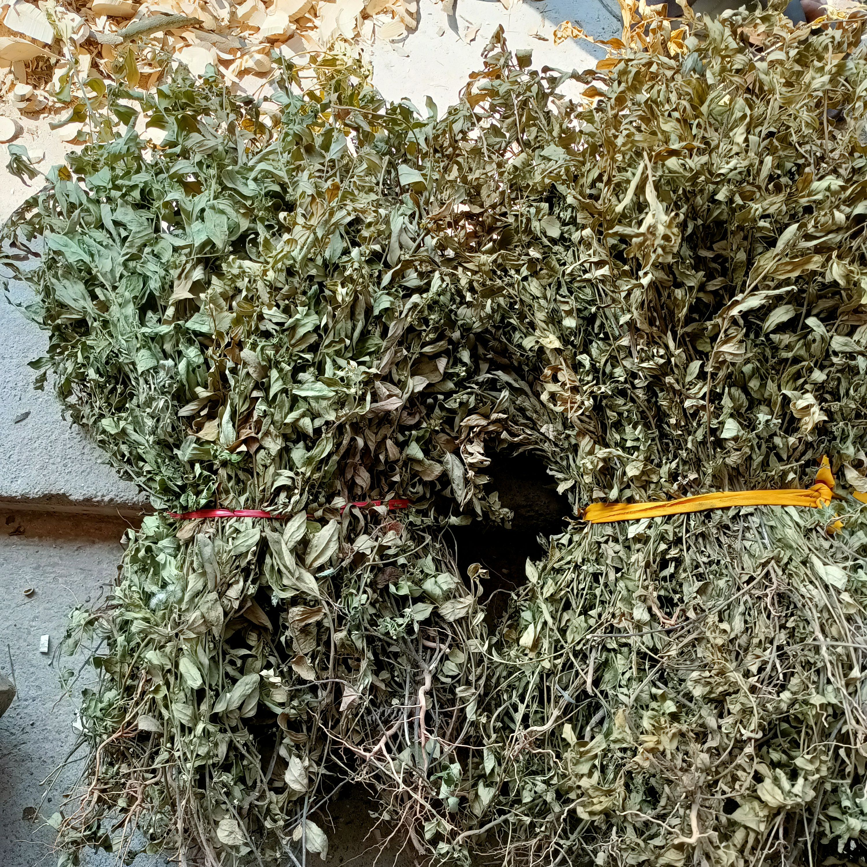 小金牛草  紫背金牛
