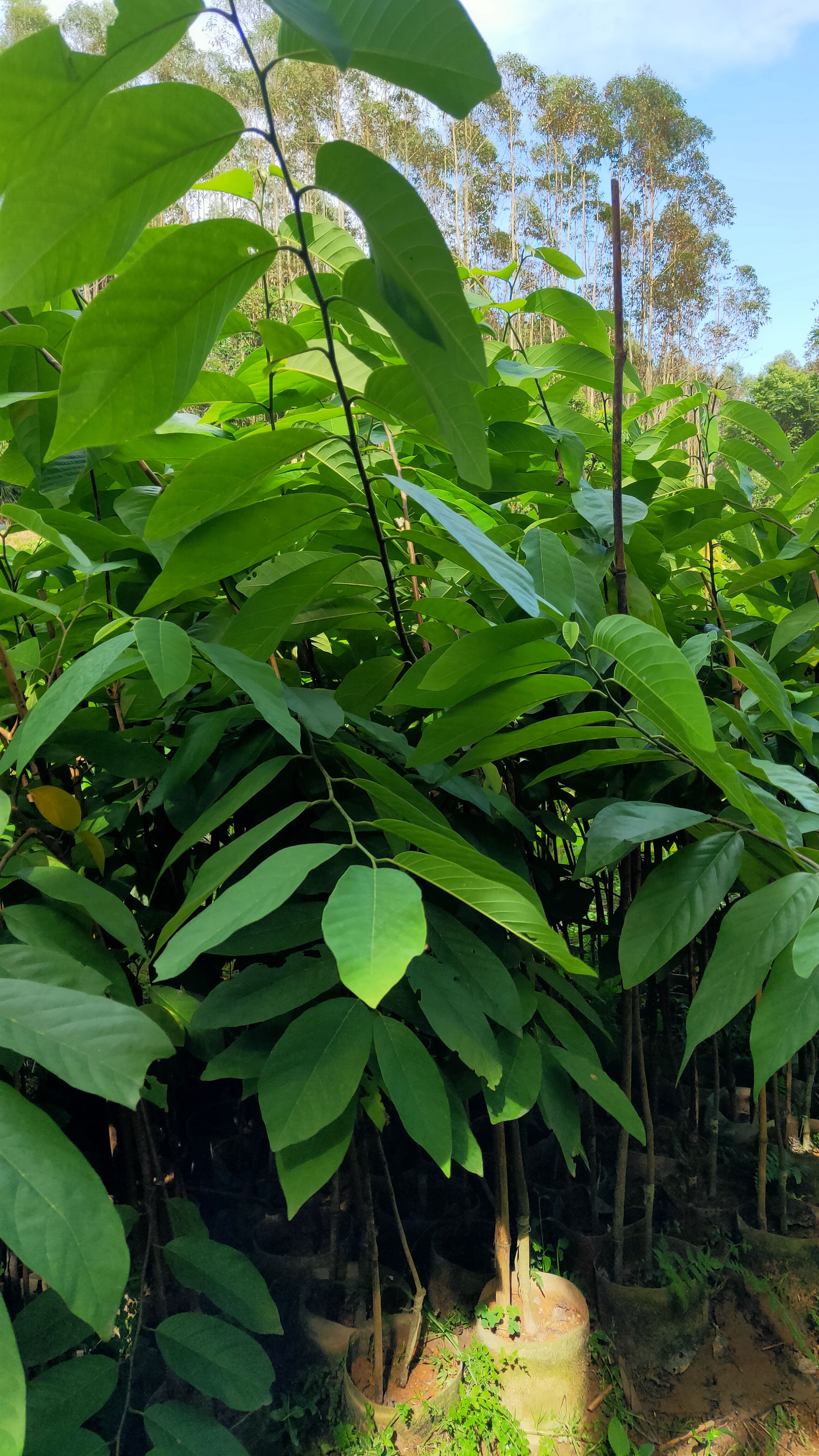 释迦果苗，营养杯苗，小小棵都开花的！嫁接苗！