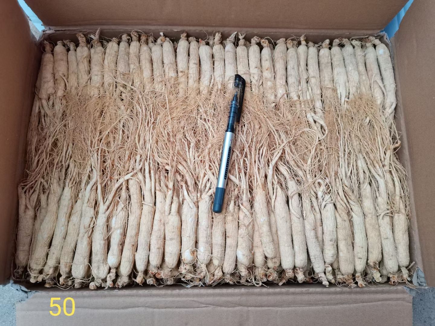 园参  生晒参 人参