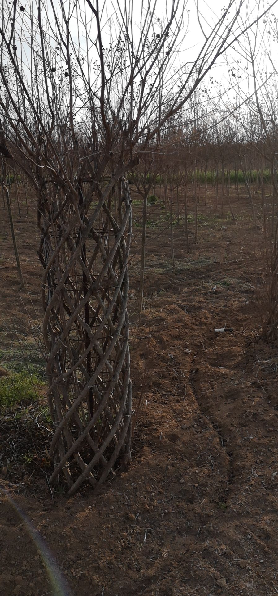 造型海棠长寿果白兰地海棠花瓶海棠盆栽