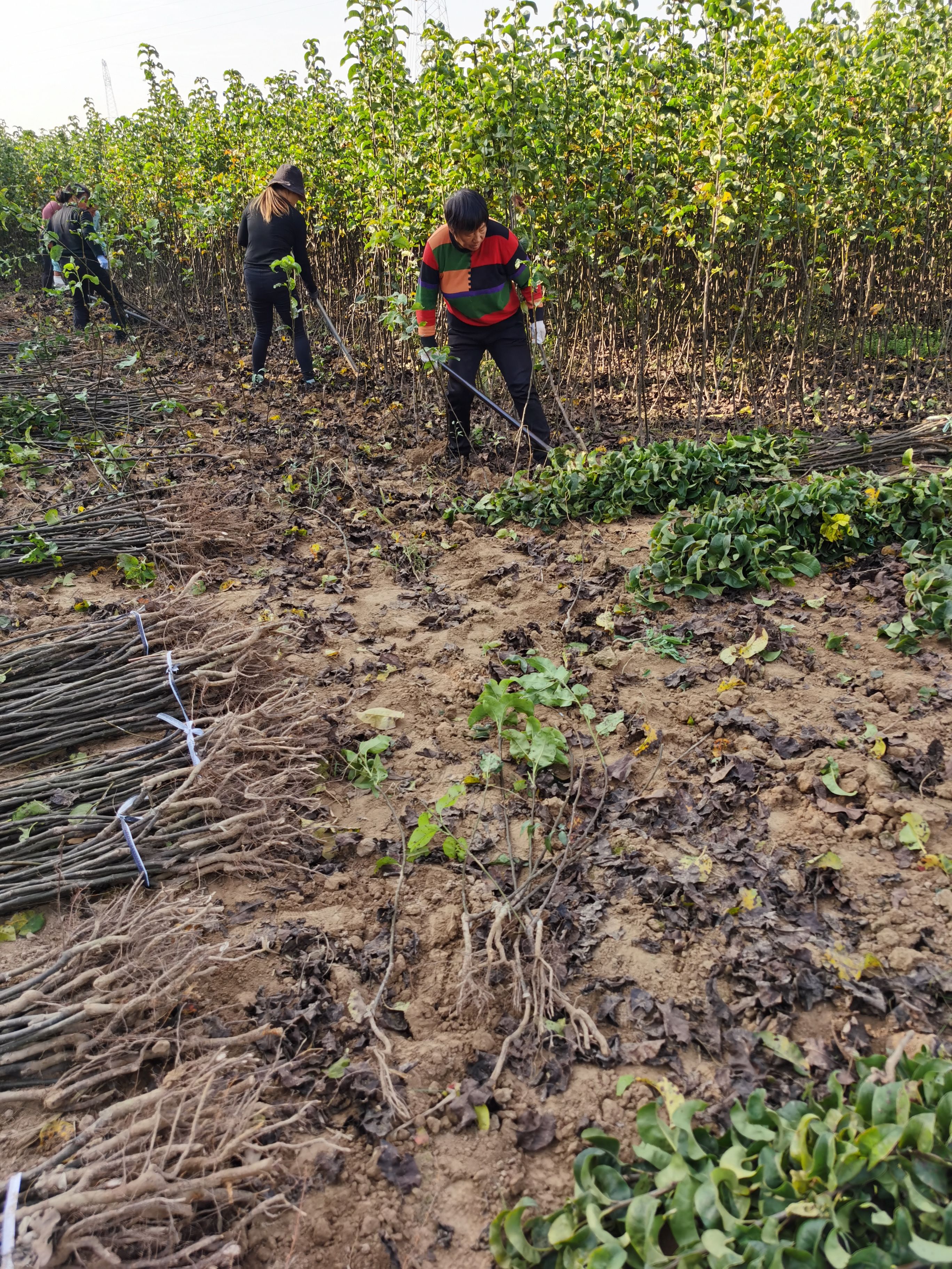 秋月梨树苗 品种保证 规格齐全 价格优惠