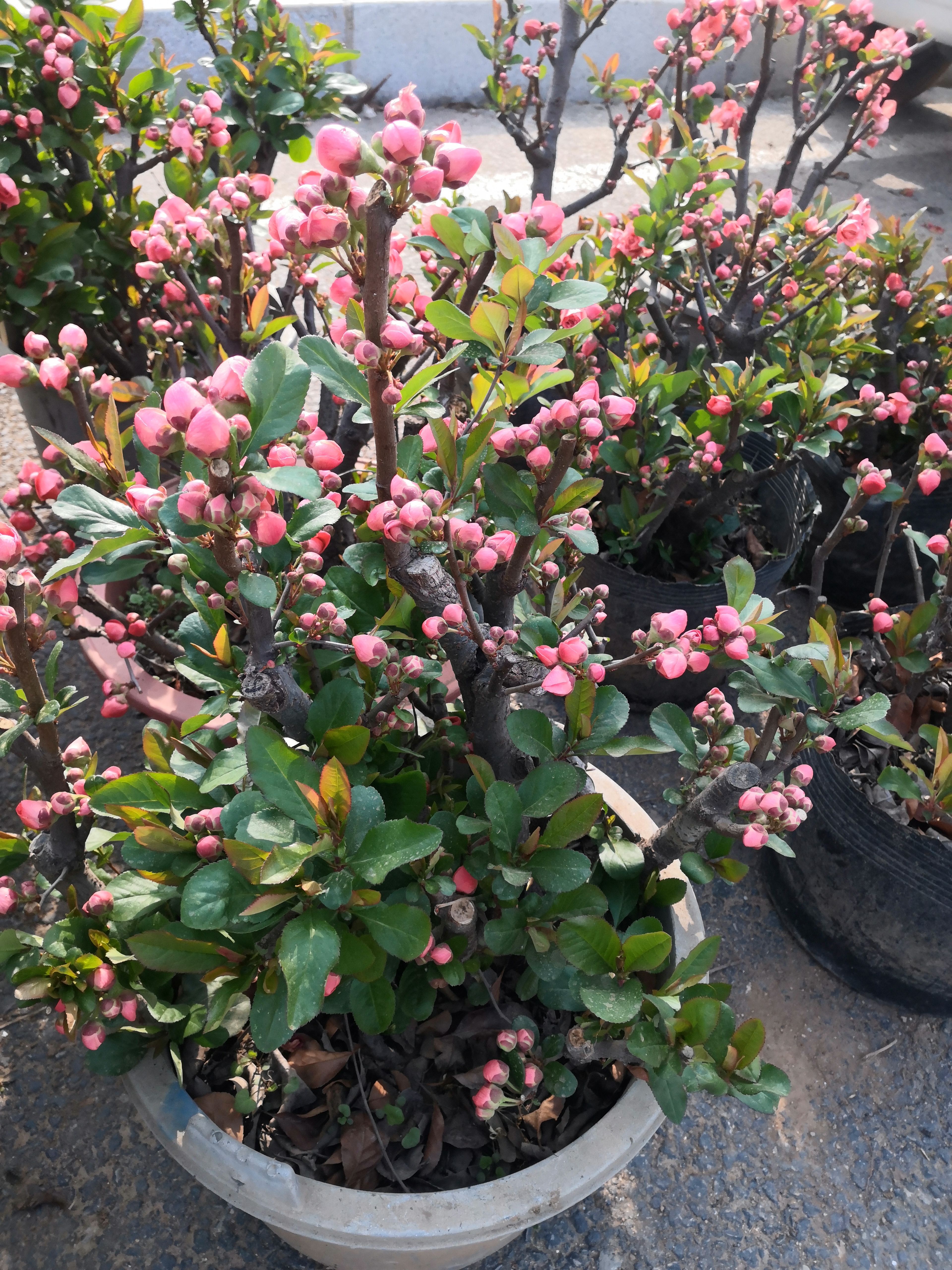 造型海棠长寿果白兰地海棠花瓶海棠盆栽