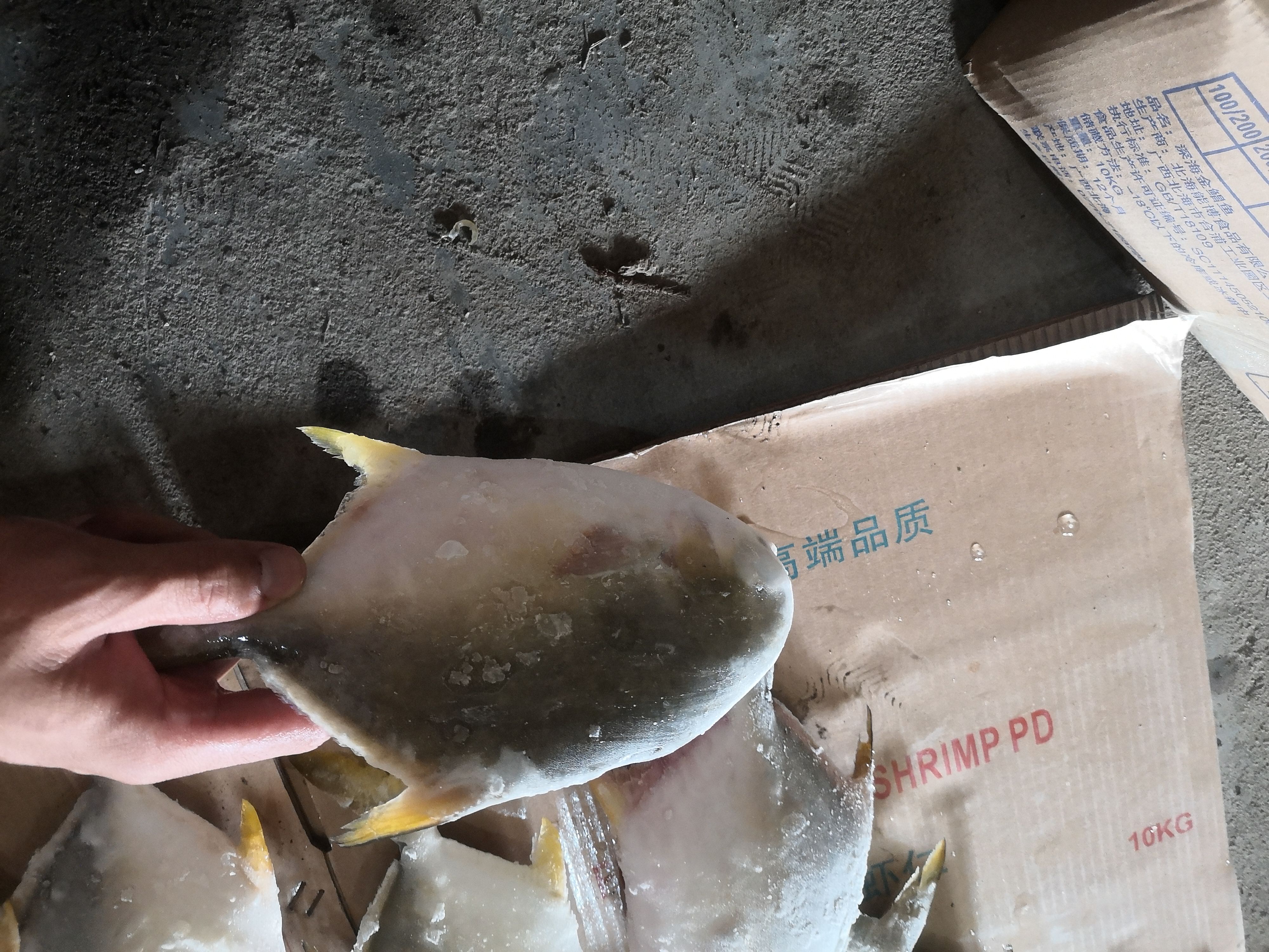 寻找实力金鲳鱼买家，量大，可电商长期供应，货源稳定