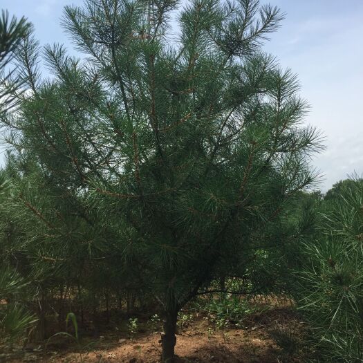 蓝田县大田定植白皮松1米-1.3
米