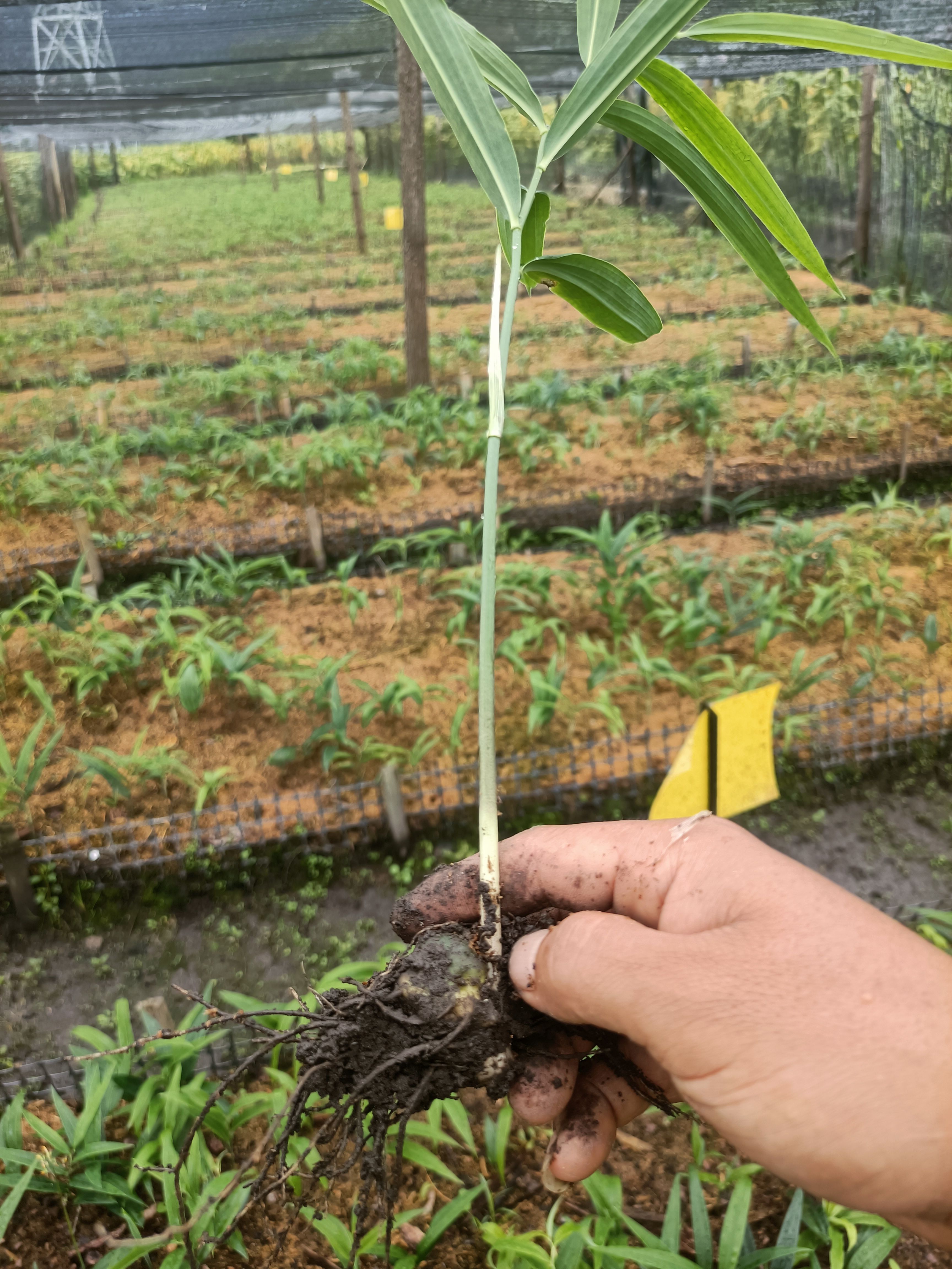 黄精种苗  姜型多花不倒苗黄精籽育苗 种子育苗 老虎姜苗 基地直供100