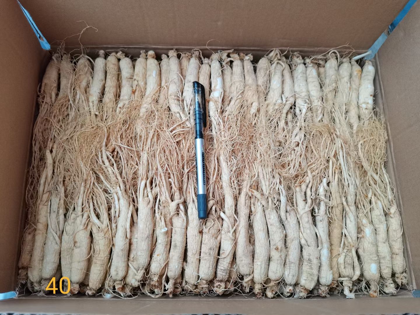 园参  生晒参 人参