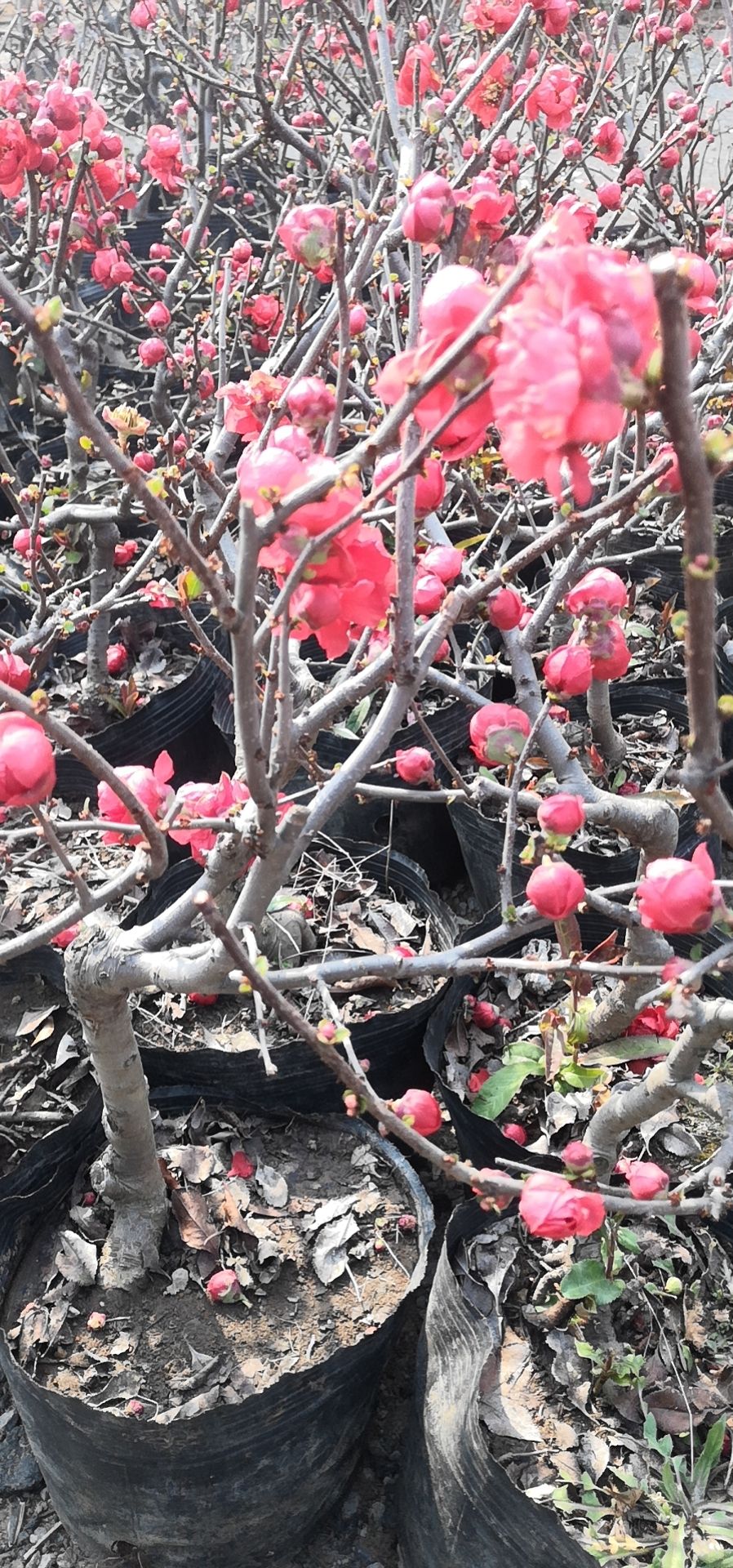 造型海棠长寿果白兰地海棠花瓶海棠盆栽