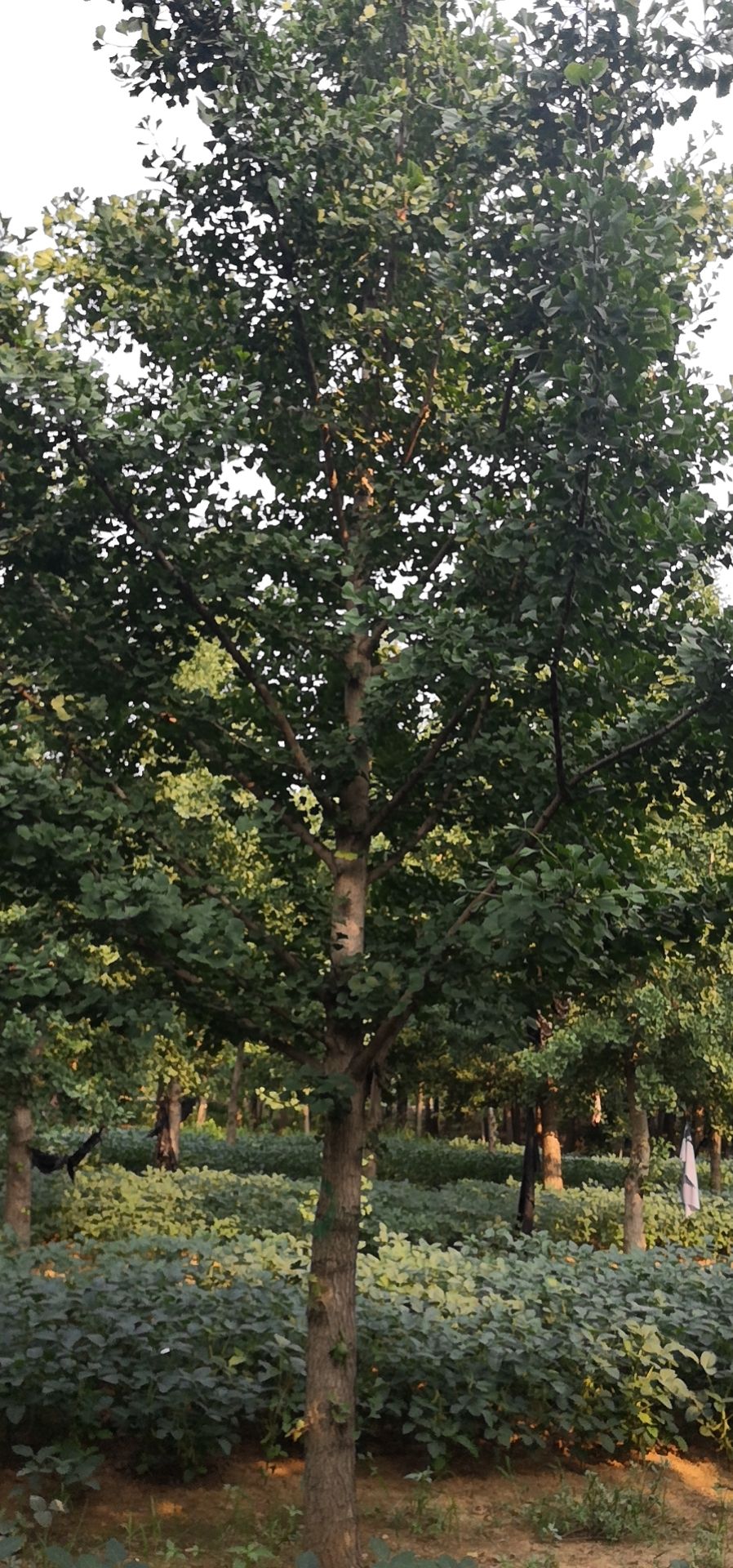 白果树 精品白果苗木12-18公分白果树苗