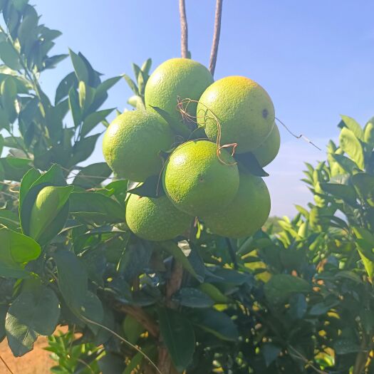 信丰县 纽荷尔脐橙
