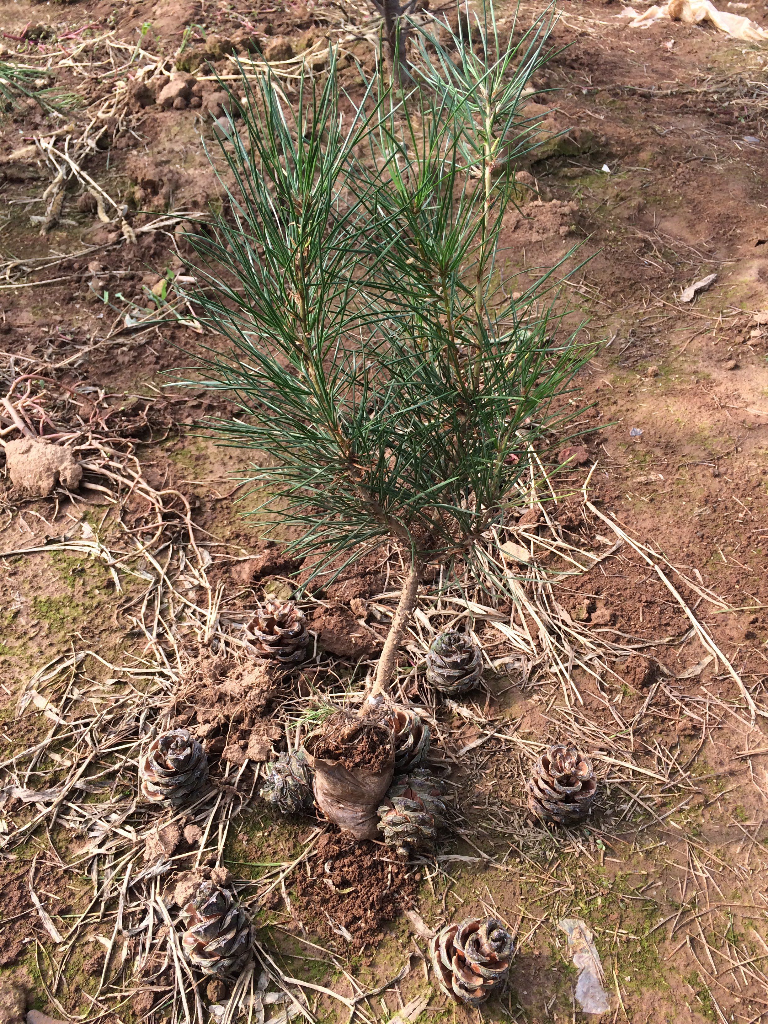 白皮松苗  白皮松小苗袋苗