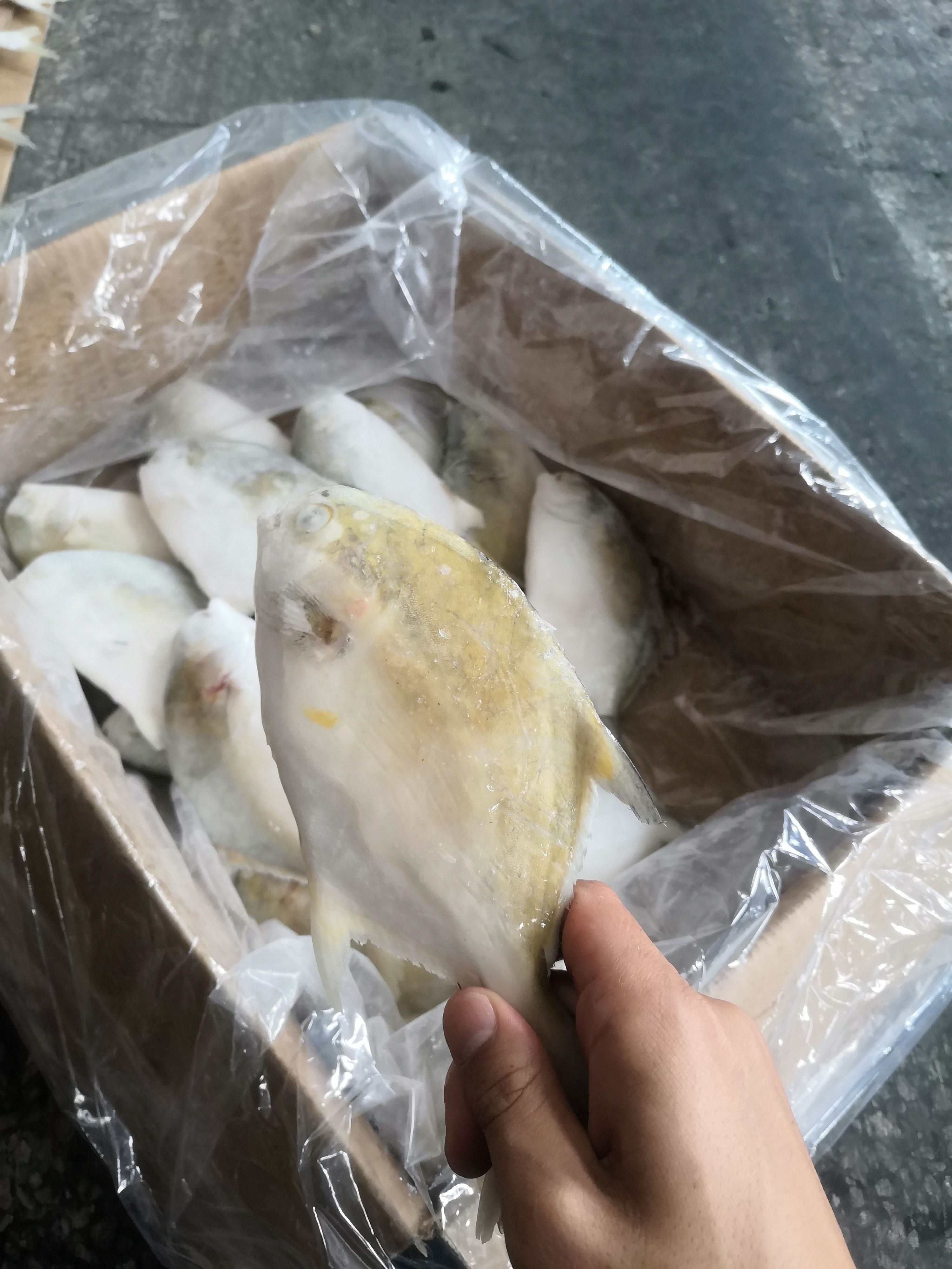 寻找实力金鲳鱼买家，量大，可电商长期供应，货源稳定