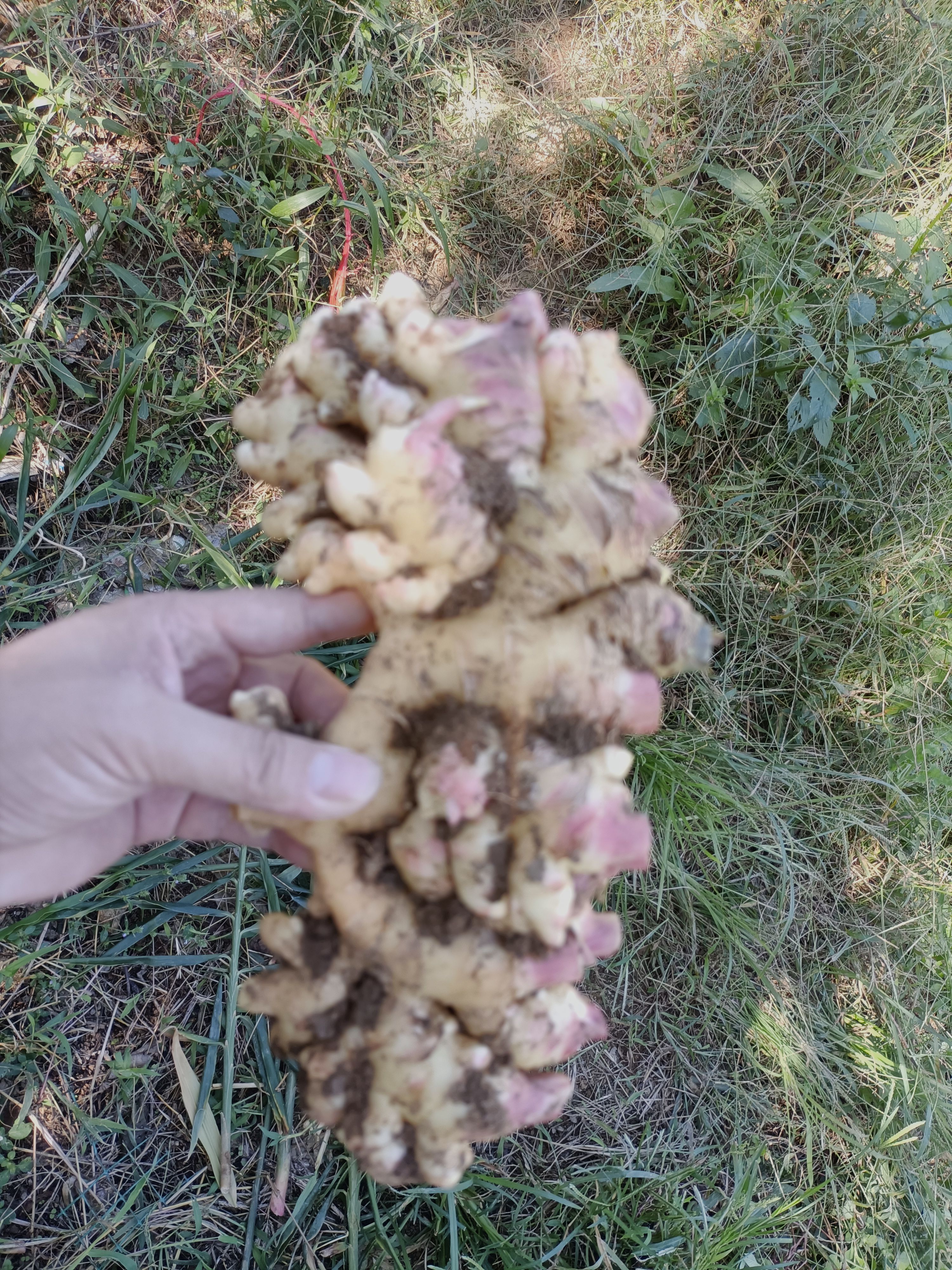 小黄姜，二黄姜