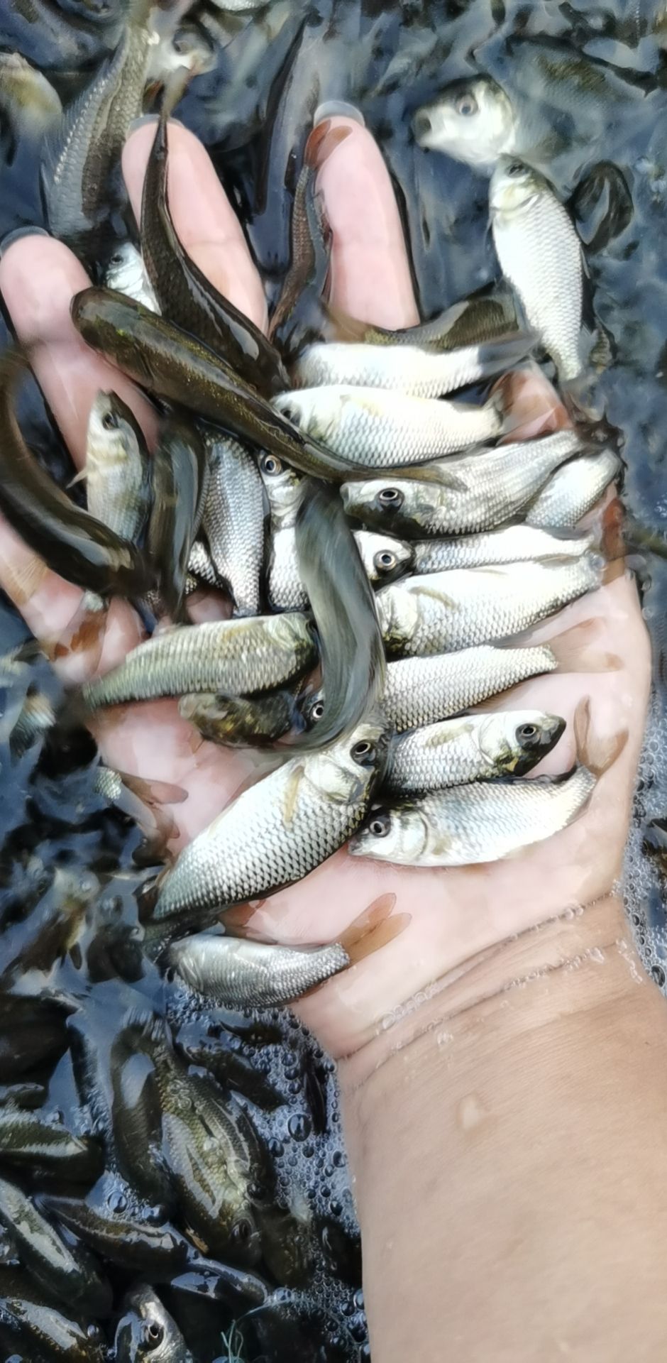 鲤鱼苗  各种鱼苗，货到付款量大从优，云南，贵州四川￼等等地