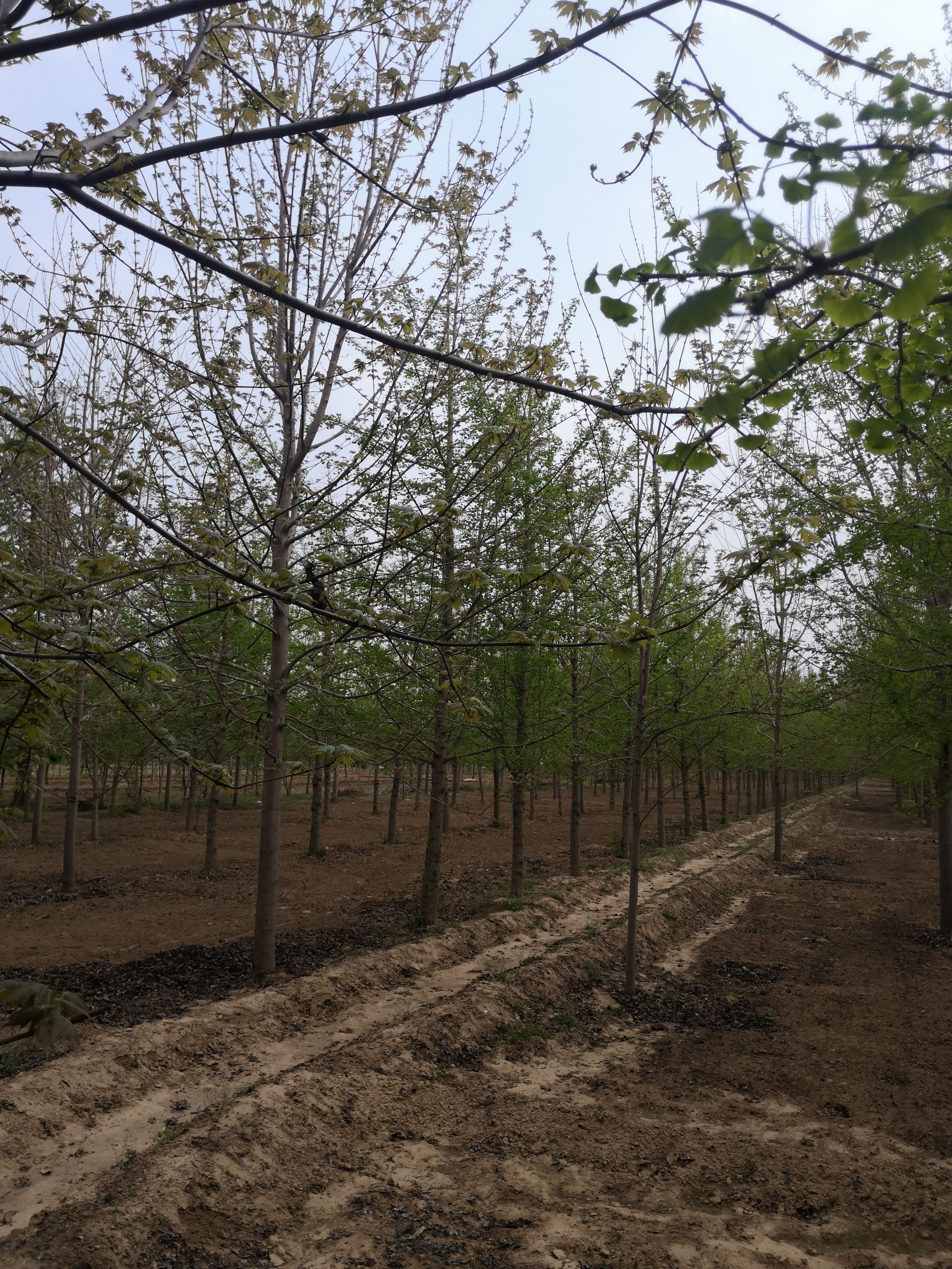 白果树 精品白果苗木12-18公分白果树苗