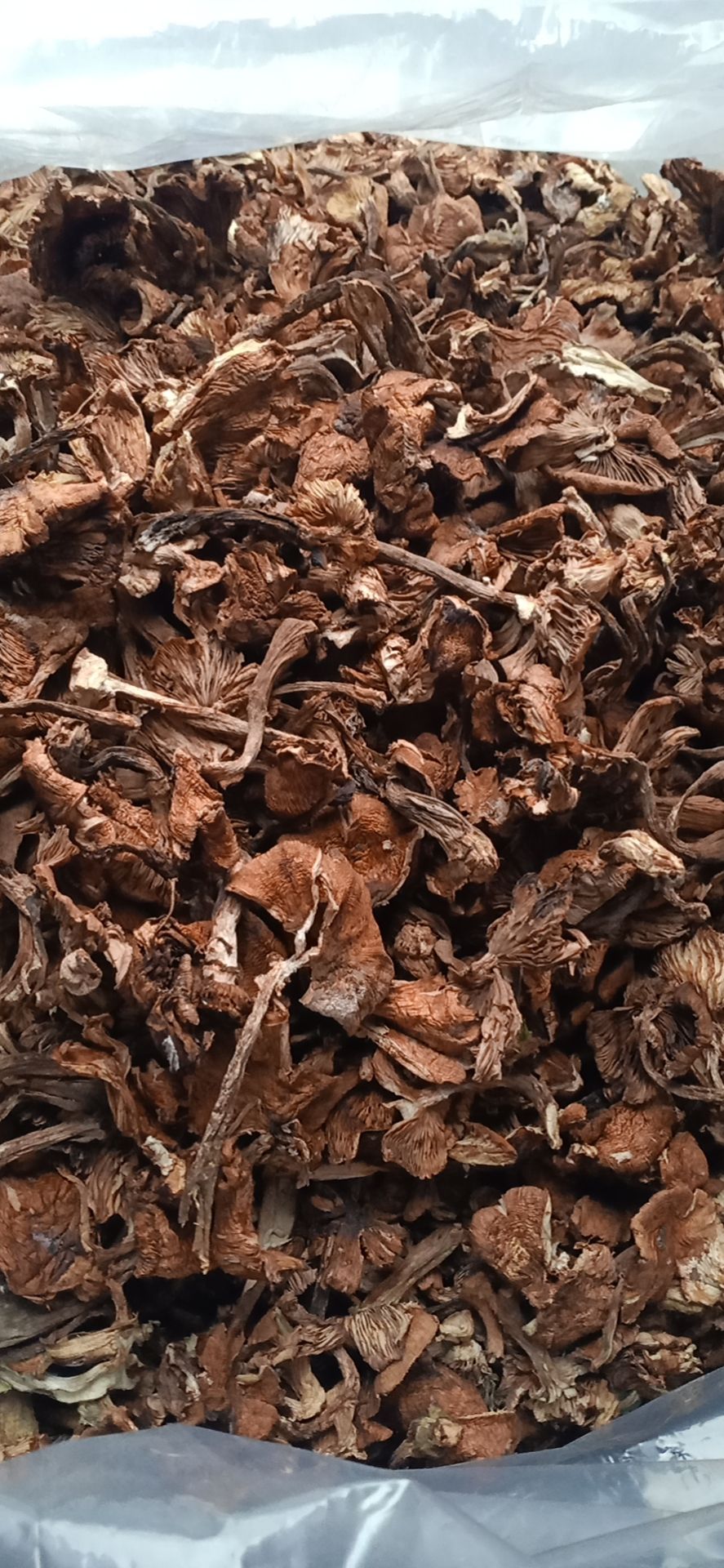 黑龙江本地榛蘑，地头价批发，无沫，发货不咬皮，保证质量。