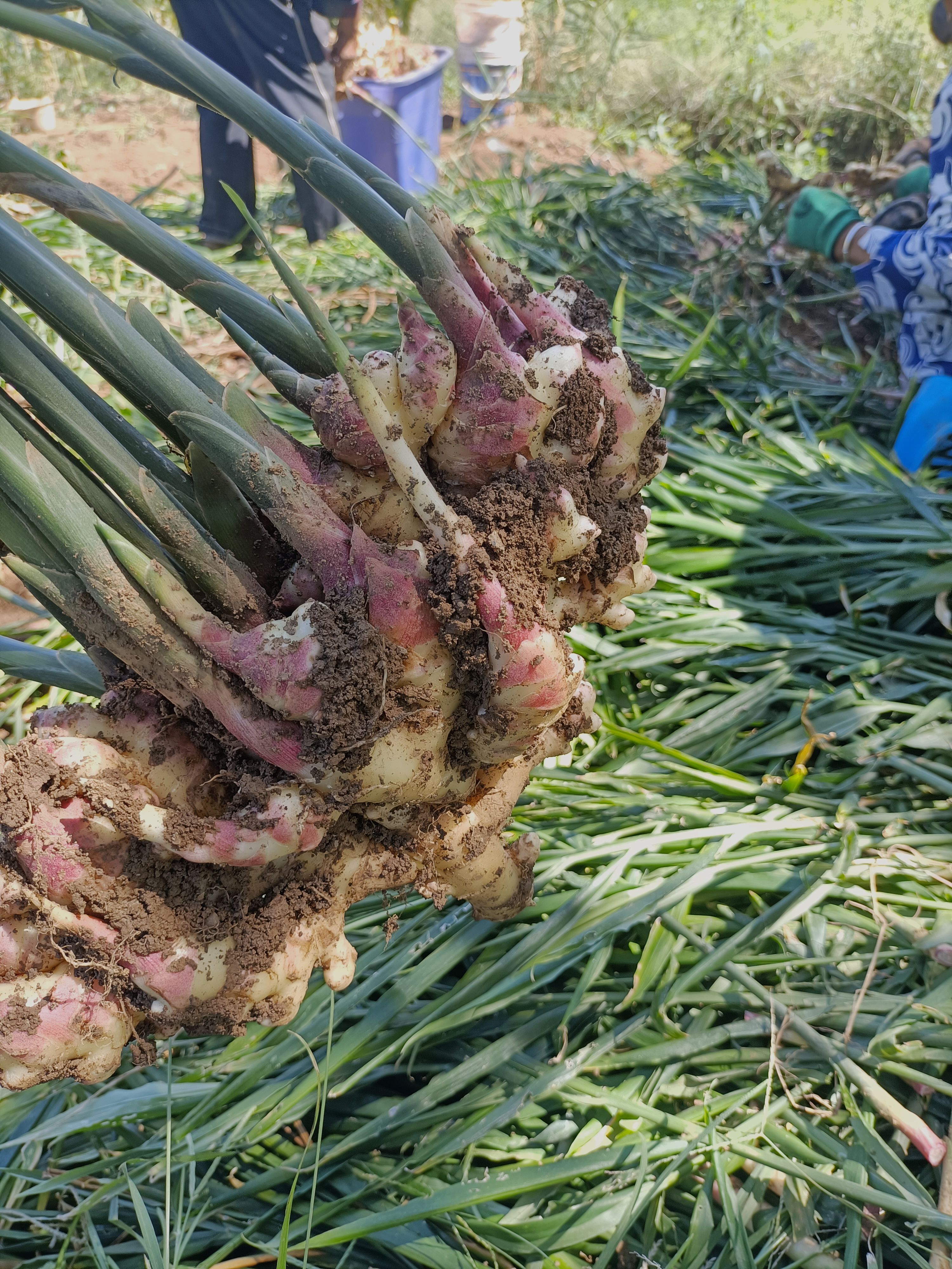 小黄姜，二黄姜