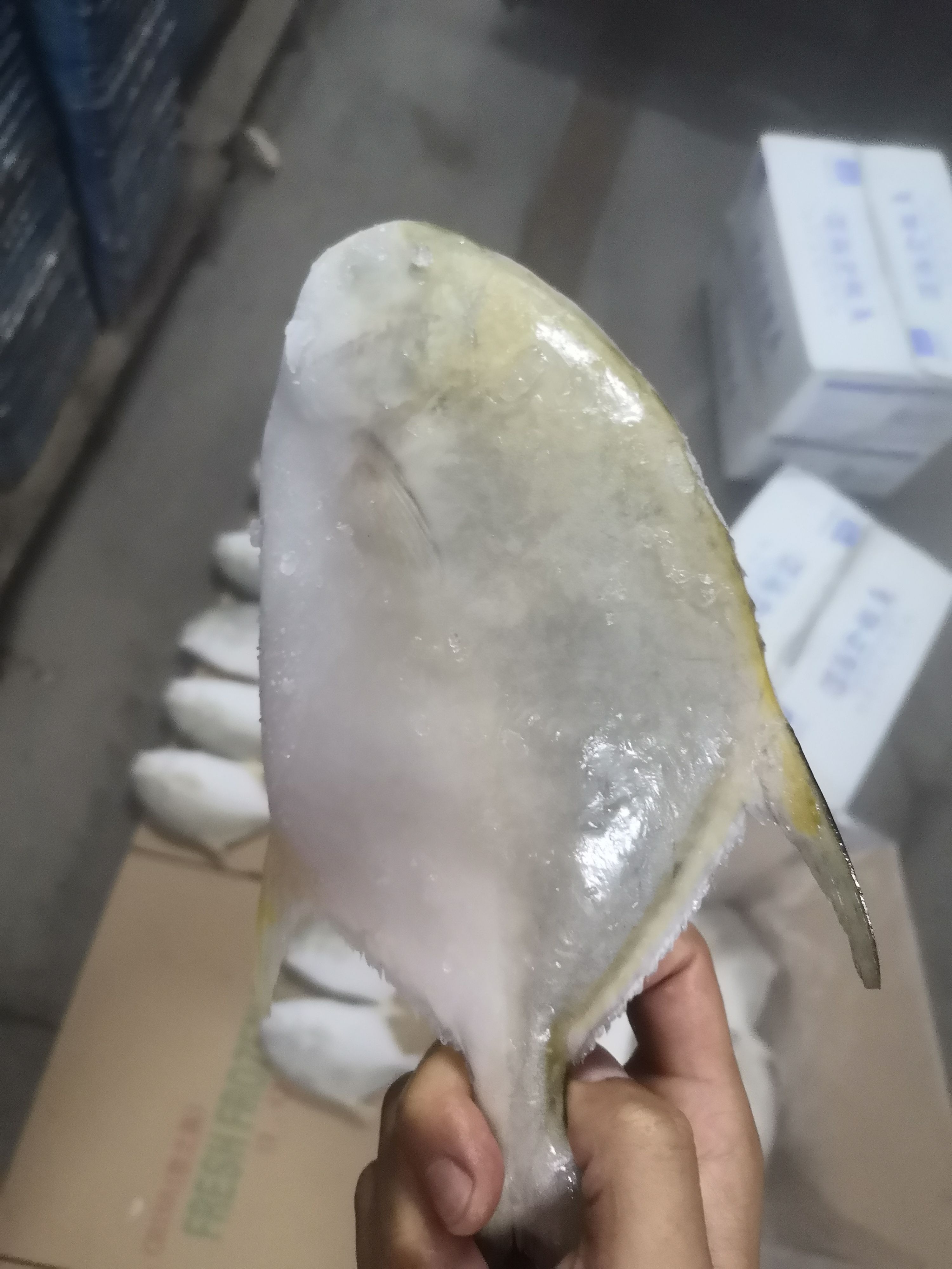 寻找实力金鲳鱼买家，量大，可电商长期供应，货源稳定