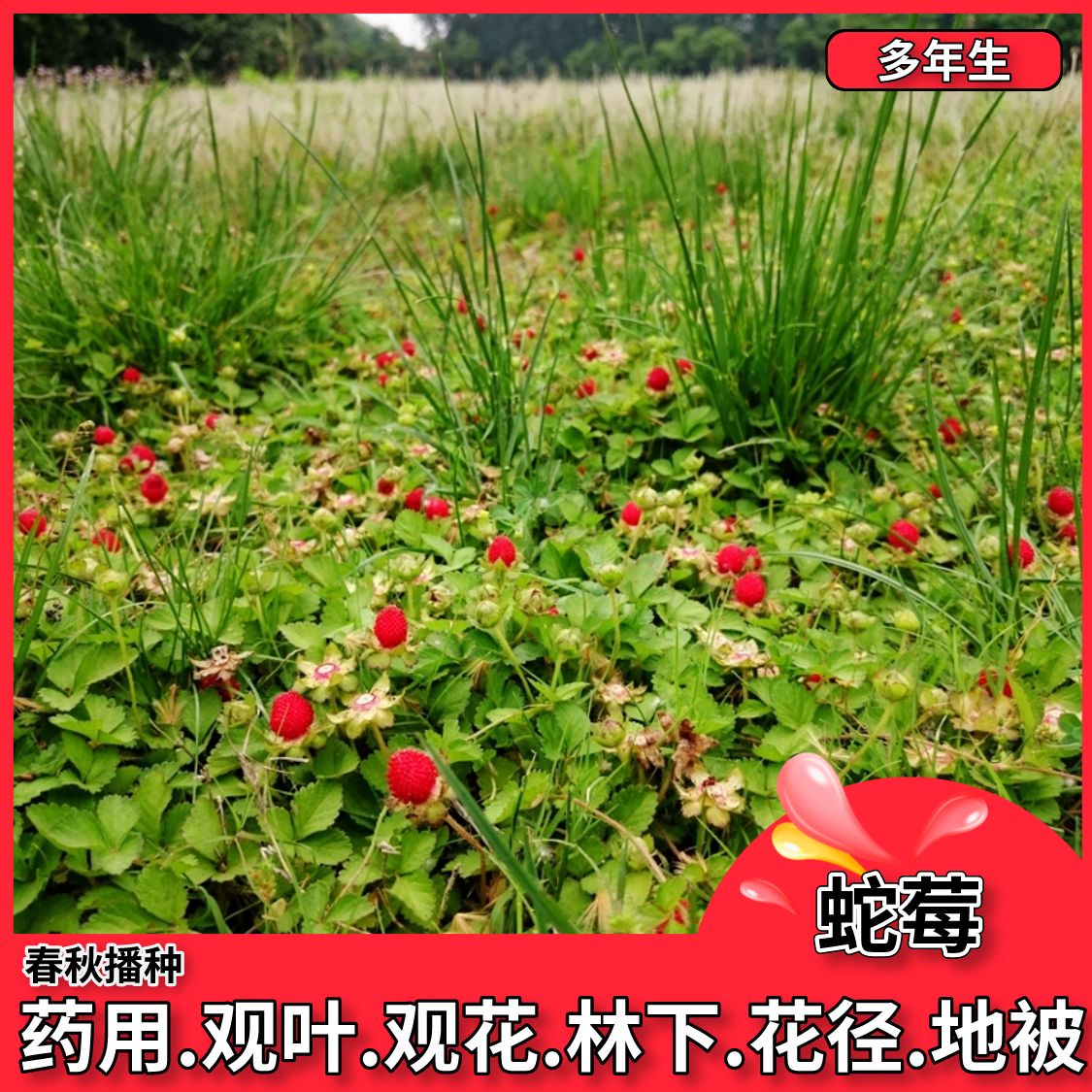 沭阳县蛇莓种子蛇梅种子 野生草莓多年生园林地被花籽草坪点缀 花卉种