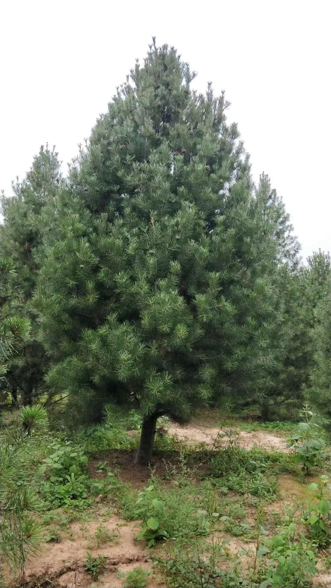 蓝田白皮松H4.5m-4.8m