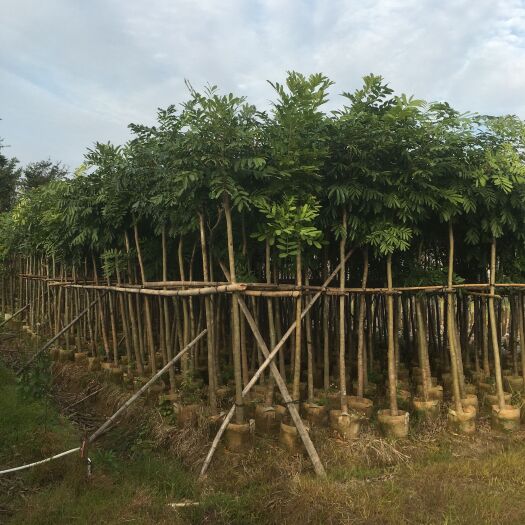 普宁市桃花心木，低价供应5-8-10-12分桃花心木袋苗