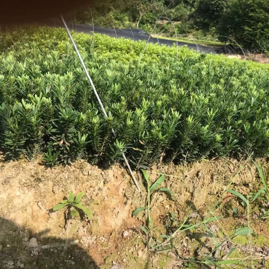 宁波小叶罗汉松 米叶罗汉松2年苗