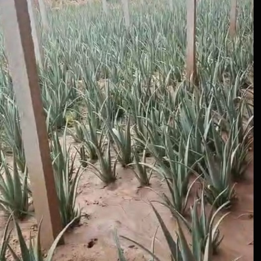大名县库拉索芦荟 芦荟