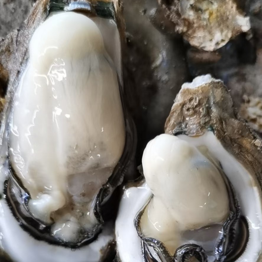 [长牡蛎批发]长牡蛎 台山脆口生蚝中蚝薄大白蚝咸水蚝整只鲜活带壳全