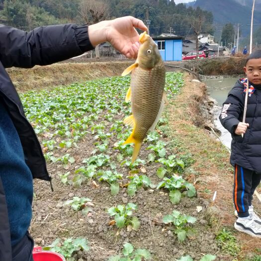 岑巩县草鱼 冷水鱼没有喂饲料 生长周期在四年