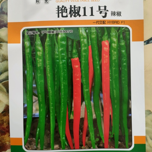 绵阳深绿色线椒种子条型顺直挂果率高(艳椒11号)