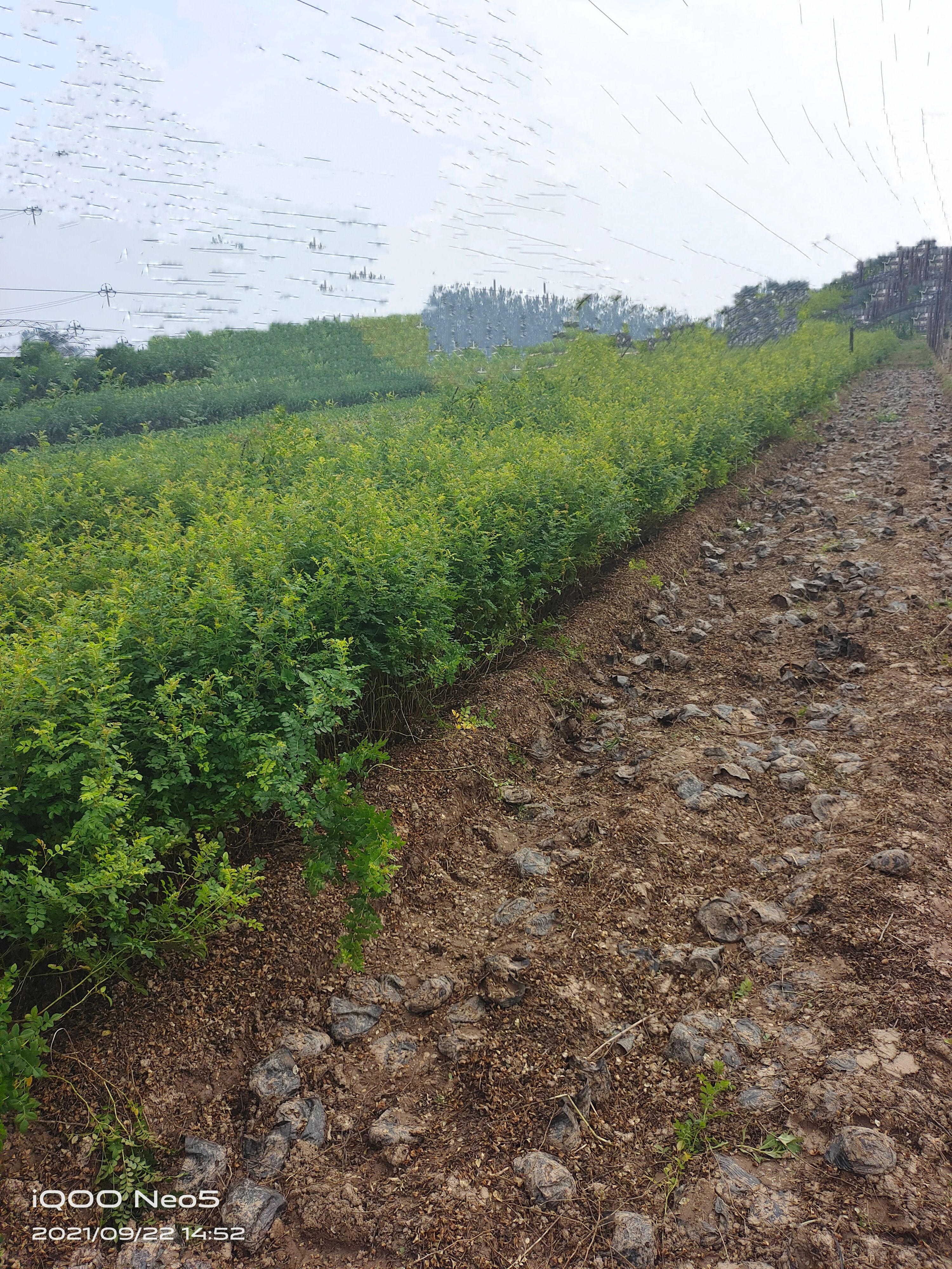 陕西黄刺玫,营养钵黄刺玫,黄刺玫基地,黄刺玫杯苗