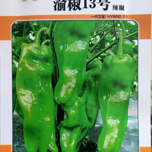 绵阳薄皮菜椒种子薄皮长灯笼椒种子(渝椒13号)