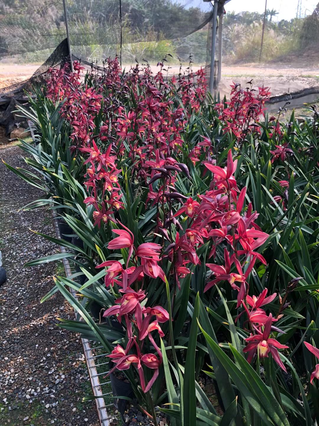 【红美人】大花惠兰红花浓香好养花期11月-3月春节前后开花