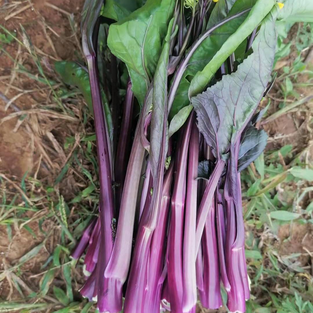 紫菜苔新鲜供应