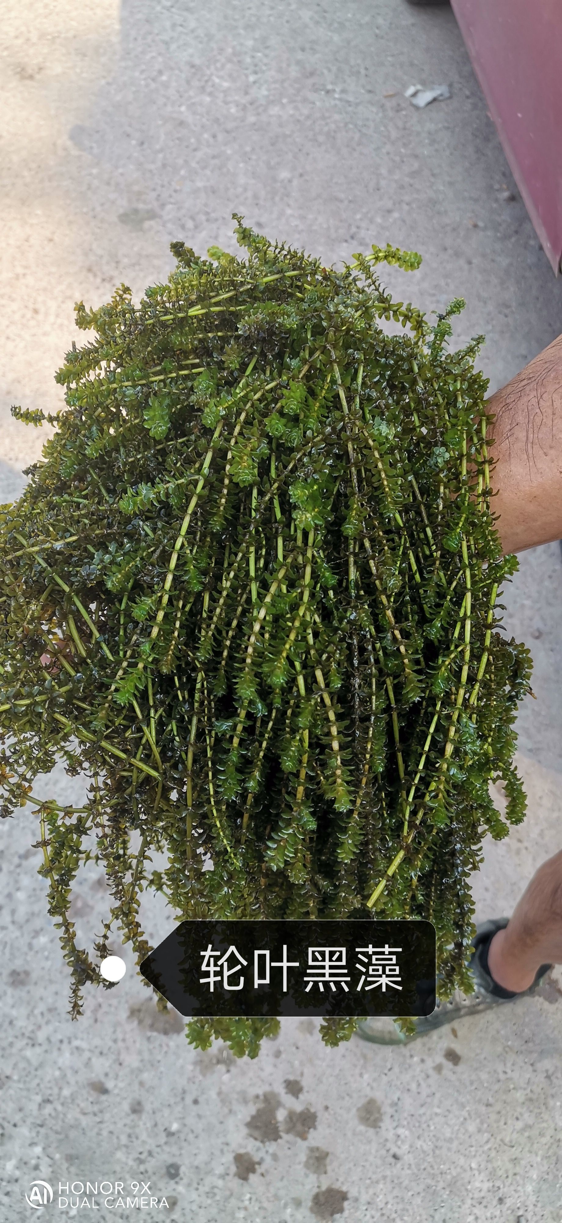 大量批发水生植物轮叶黑藻