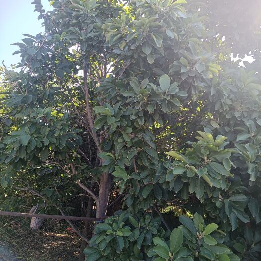 青岛鸡心柿苗 玉兰树和柿子树