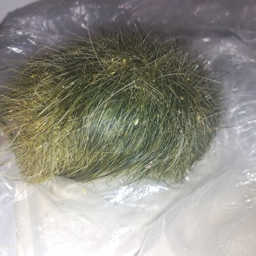 永德县猪宝  珍贵草药