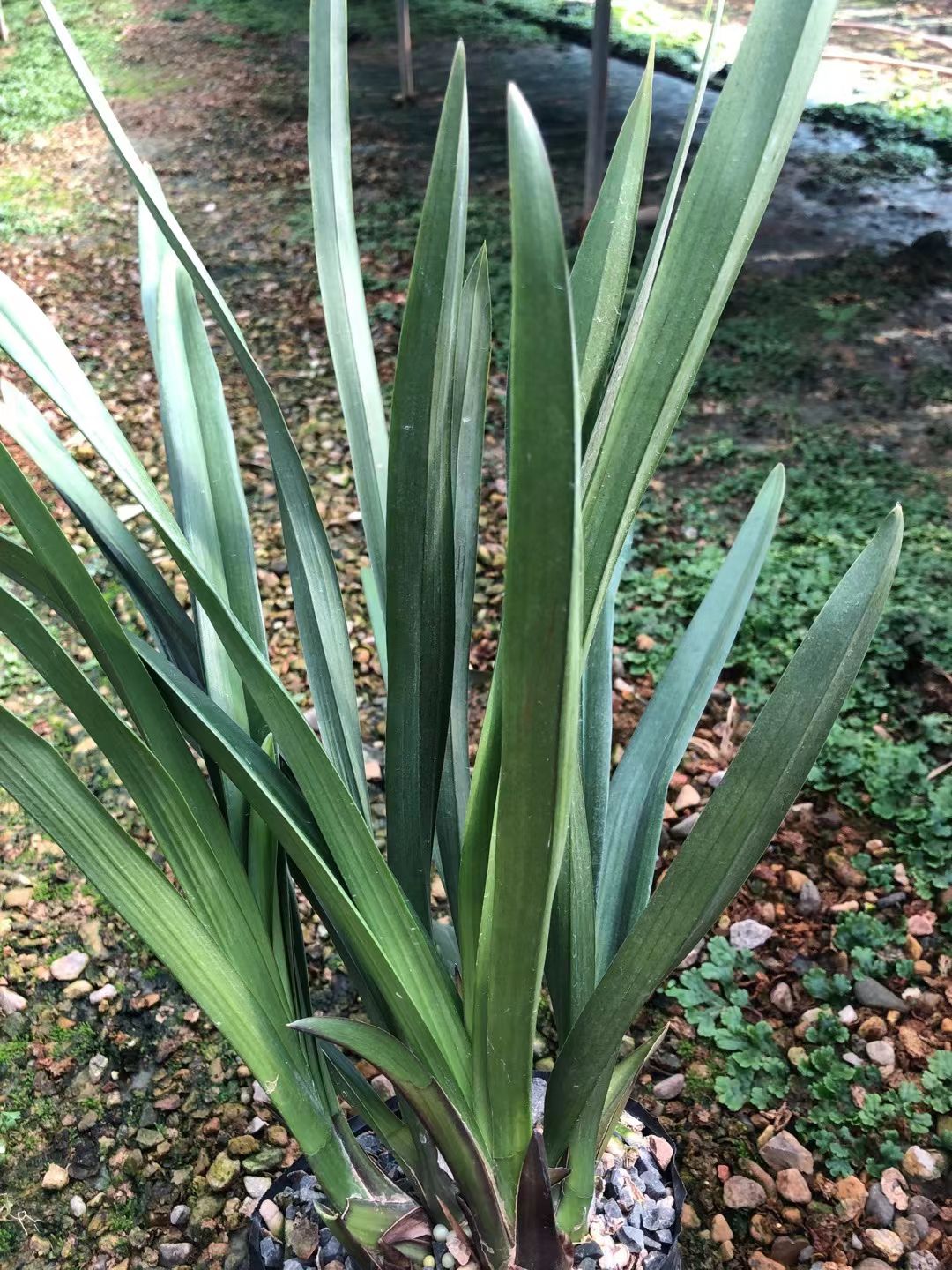 【红美人】大花惠兰红花浓香好养花期11月-3月春节前后开花