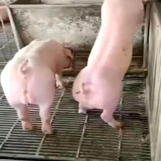 沛县长白猪  纯种长白母猪