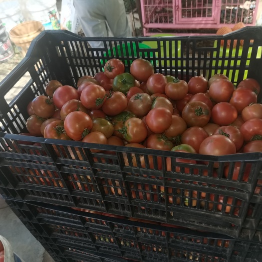 水果西红柿 优选老品种西红柿，全程农事记录，控水控肥，保障食品安全