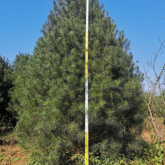 蓝田县蓝田白皮松H4米-4.3米