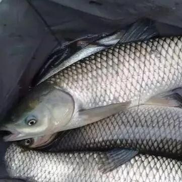 安福县 大量供应江西成品草鱼 饲喂天然草料