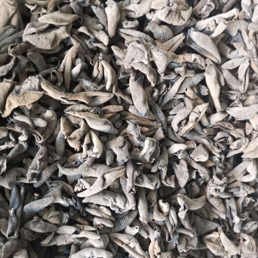 郑州黑木耳  秋耳