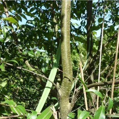 饶平县岗梅根 称星木 土甘草 金包银 下单即挖