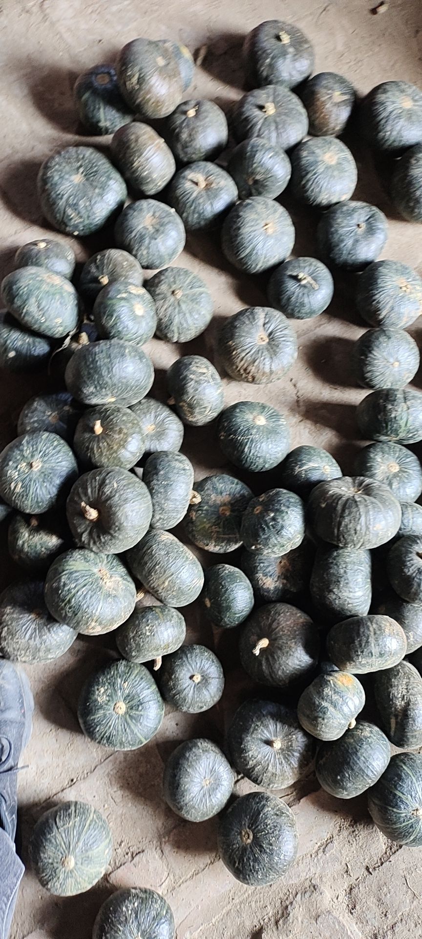 老熟精品电商贝贝南瓜，香甜，沙，糯。