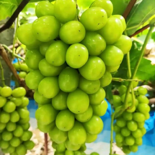 夏邑县阳光玫瑰葡萄大量供应需要的联系阳光玫瑰葡萄大量供应需要的联系