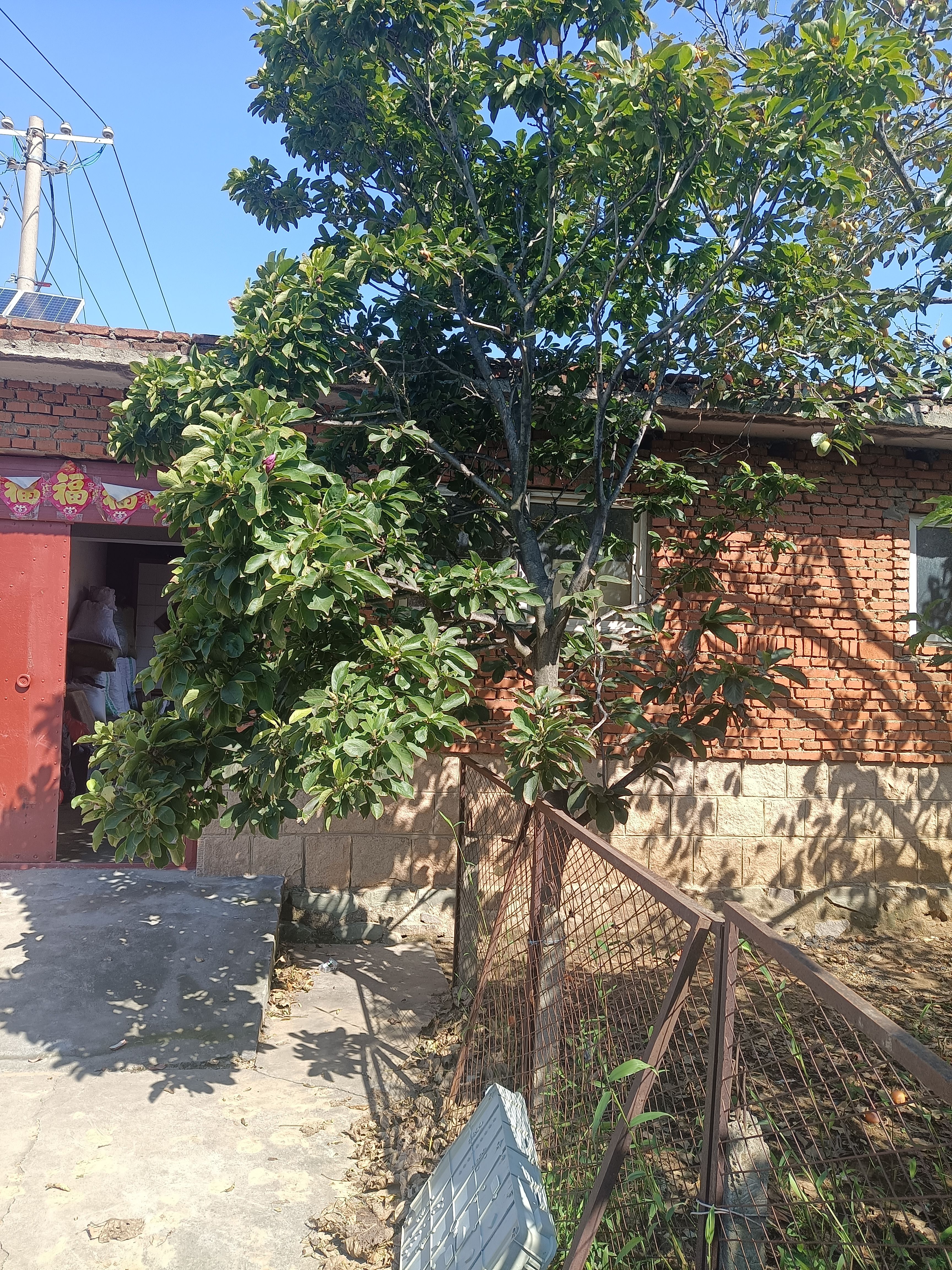 鸡心柿苗 玉兰树和柿子树