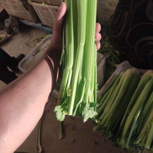 固原大量自产西芹 砍头芹