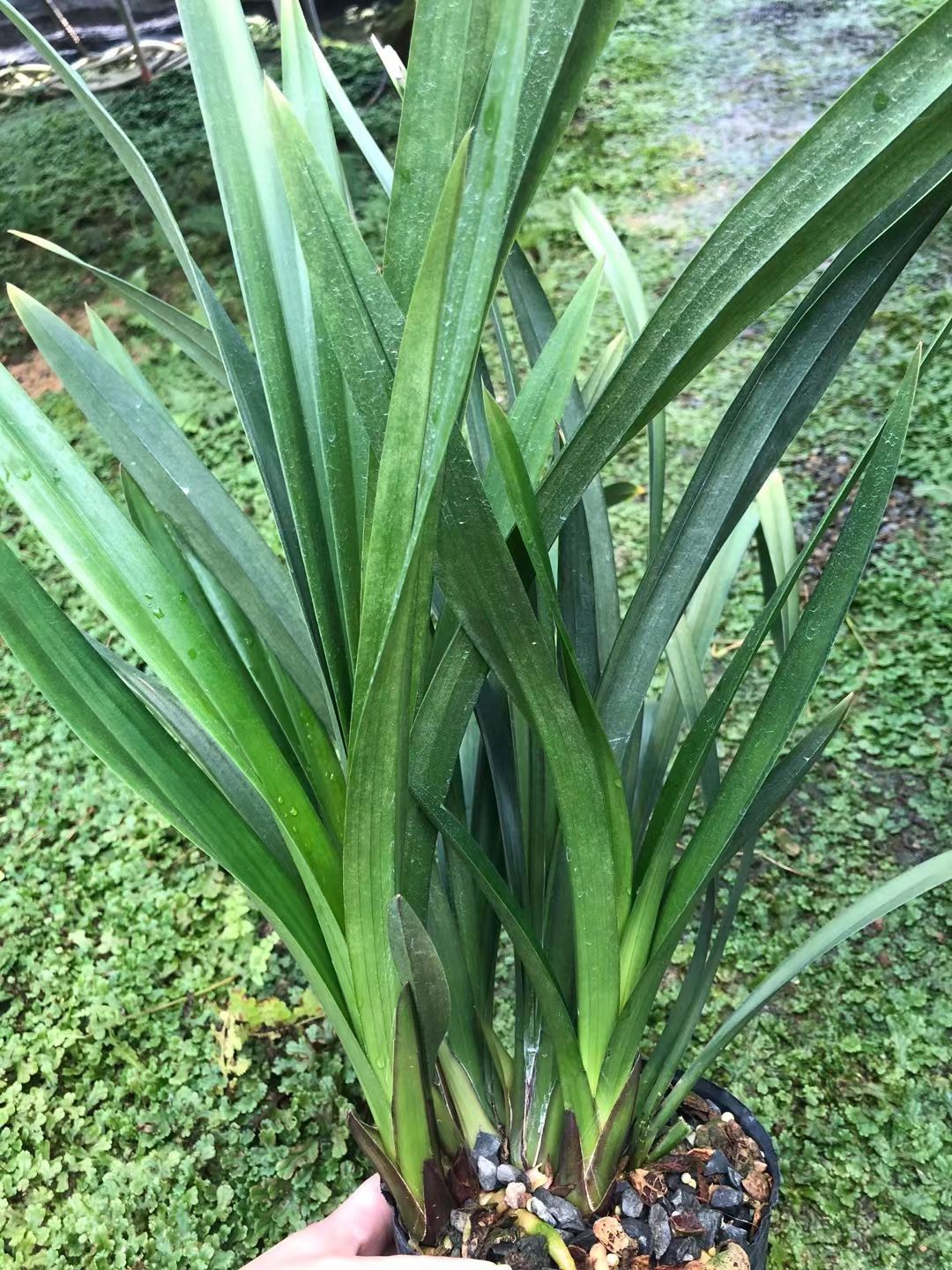 【红美人】大花惠兰红花浓香好养花期11月-3月春节前后开花